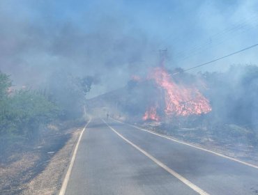 Incendio forestal consumió 2.500 metros de vegetación en sector de Limache