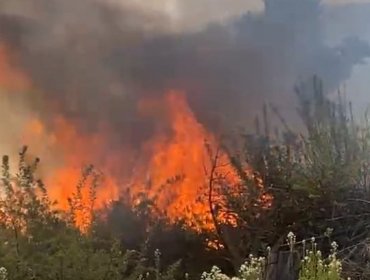 Incendio forestal afecta a sector de Laguna Verde en Valparaíso: 1 hectárea ha sido consumida