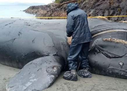 Denuncian la muerte de dos ballenas jorobadas en áreas protegidas del sur de Chile