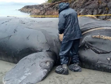 Denuncian la muerte de dos ballenas jorobadas en áreas protegidas del sur de Chile