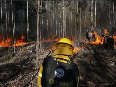 Federación de Sindicatos de Conaf se declara en "estado de alerta" y anuncia acciones de protesta a nivel nacional