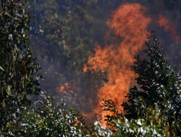 Fogata mal apagada habría originado incendio forestal en la localidad Laguna Verde de Valparaíso