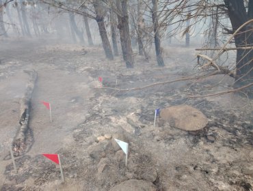 "Propagación lenta e intensidad baja en la cabeza" presenta el incendio forestal en Laguna Verde de Valparaíso