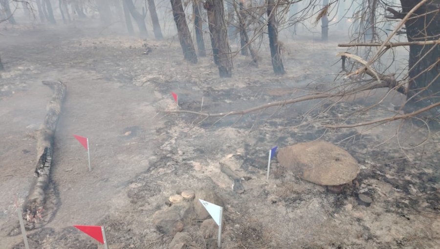 "Propagación lenta e intensidad baja en la cabeza" presenta el incendio forestal en Laguna Verde de Valparaíso