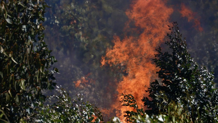 Fogata mal apagada habría originado incendio forestal en la localidad Laguna Verde de Valparaíso