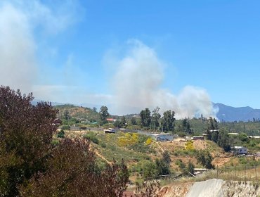 Solicitan evacuar los sectores Fundo Los Molles y Los Perales por incendio forestal en Quilpué