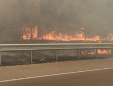 Solicitan evacuar los sectores Parcelación Los Molles y La Virgen en Quilpué por incendio forestal