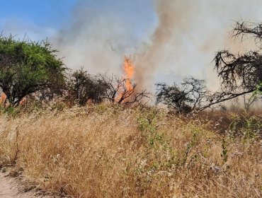 Declaran Alerta Amarilla para Santo Domingo por incendio forestal que "presenta alta velocidad de propagación"