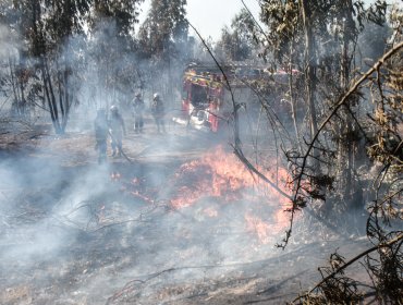 Solicitan evacuar el sector Camino Vecinal en la comuna de Quilpué por incendio forestal