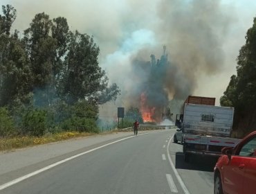 Solicitan evacuar los sectores Medialuna y cancha Los Molles por incendio forestal en Quilpué