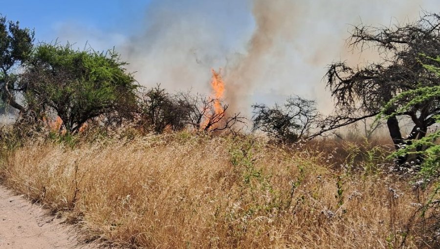 Con firma mensual en Carabineros quedó imputado por incendio forestal en Santo Domingo