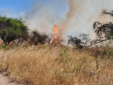 Con firma mensual en Carabineros quedó imputado por incendio forestal en Santo Domingo