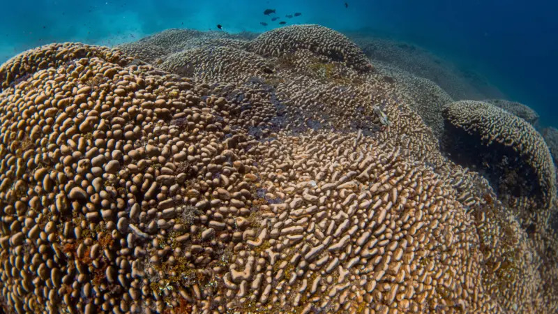 Descubren el coral más grande del mundo en una remota región en el suroccidente del Océano Pacífico