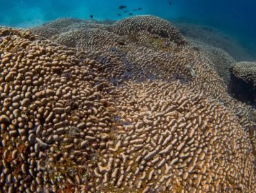 Descubren el coral más grande del mundo en una remota región en el suroccidente del Océano Pacífico