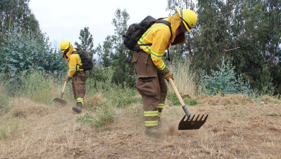 Refuerzan construcción de cortafuegos, podas y desmalezado para prevenir incendios forestales en zona de riesgo de Quilpué