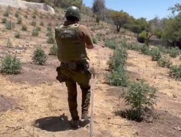 Prisión preventiva para dos detenidos por plantación de marihuana en Valle del Elqui