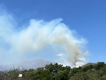 Declaran Alerta Roja para la comuna de Hijuelas por incendio forestal: solicitan evacuar el sector El Trigal