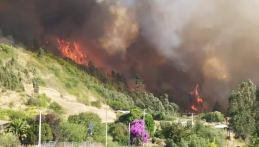 Declaran Alerta Roja para la comuna de Navidad por incendio forestal: solicitaron evacuar el sector Los Flores