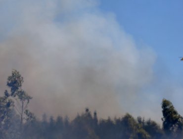 Controlan el incendio forestal en Santo Domingo y declaran Alerta Amarilla para la comuna