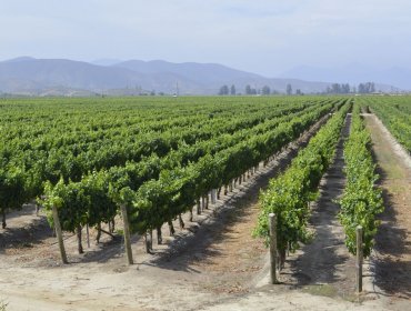 El mundo del vino vivió su noche de gala: Premiaron a las mejores viñas, alojamientos y restaurantes