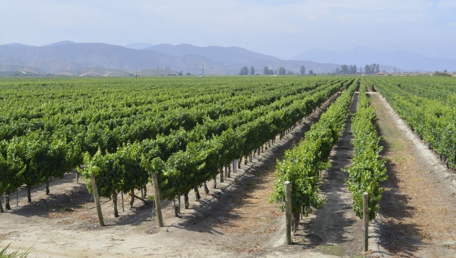 El mundo del vino vivió su noche de gala: Premiaron a las mejores viñas, alojamientos y restaurantes