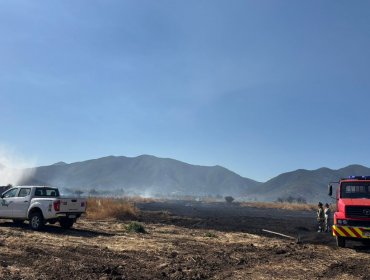 Incendio forestal afecta al sector Los Caleos de Nogales: suministro eléctrico fue cortado para la seguridad de Bomberos