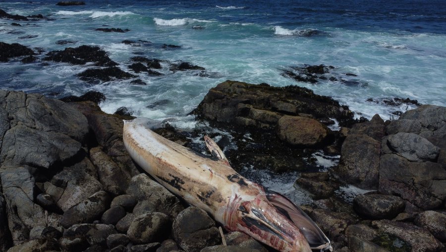 Ballena rorcual de más de 16 metros varó en la playa Las Conchitas de Isla Negra en El Quisco