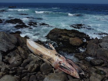 Ballena rorcual de más de 16 metros varó en la playa Las Conchitas de Isla Negra en El Quisco