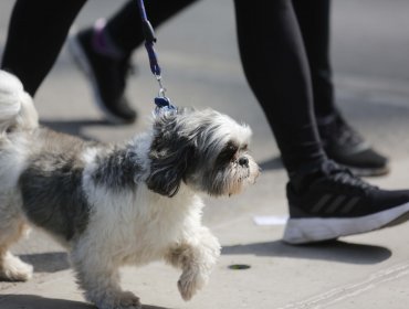 Aeropuerto Pudahuel registra cifras históricas de viajes con mascotas: 70% más que en 2019