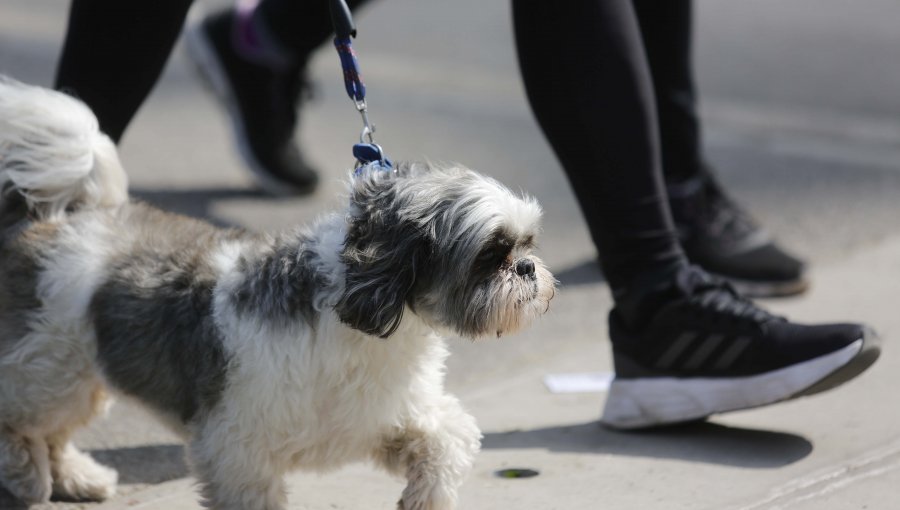 Aeropuerto Pudahuel registra cifras históricas de viajes con mascotas: 70% más que en 2019