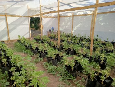 Cinco detenidos tras descubrimiento de centro de cultivo y acopio de marihuana en Pirque