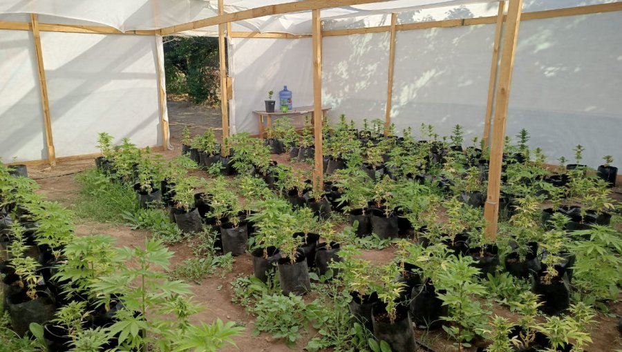 Cinco detenidos tras descubrimiento de centro de cultivo y acopio de marihuana en Pirque