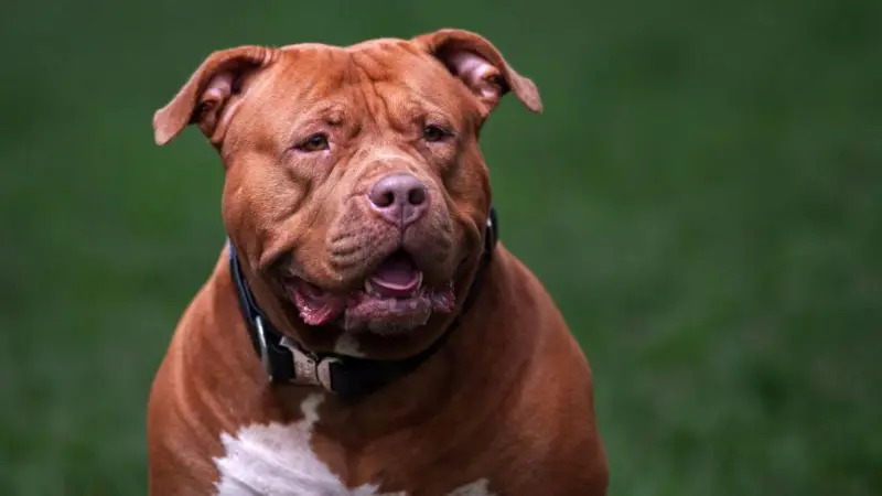 Más de 100 perros American bully XL se sacrifican al mes en Reino Unido desde que se prohibió esta raza