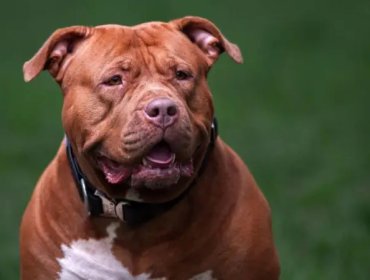 Más de 100 perros American bully XL se sacrifican al mes en Reino Unido desde que se prohibió esta raza