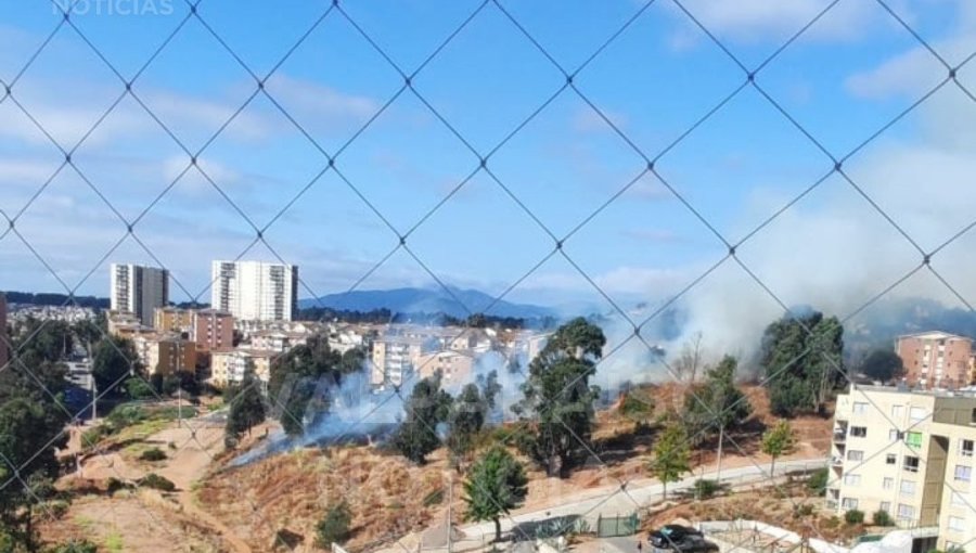 Bomberos y personal de Conaf combaten incendio forestal en sector de Reñaca Alto en Viña del Mar