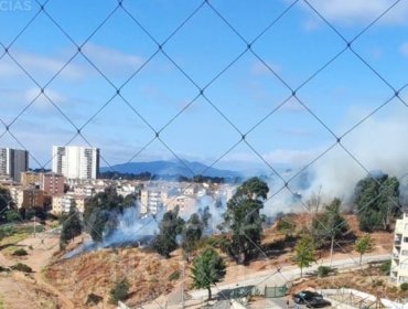 Bomberos y personal de Conaf combaten incendio forestal en sector de Reñaca Alto en Viña del Mar