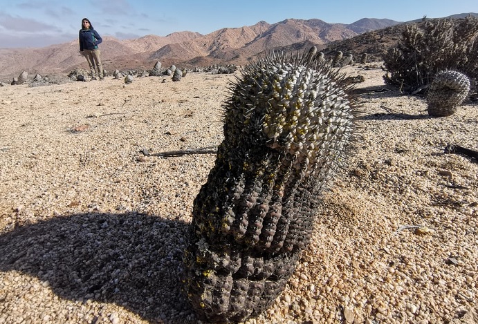 Expulsan del país a ciudadano italiano por contrabando de mil cactus chilenos a Europa