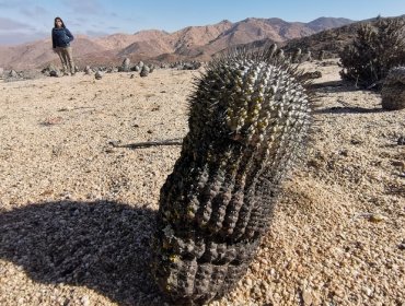 Expulsan del país a ciudadano italiano por contrabando de mil cactus chilenos a Europa