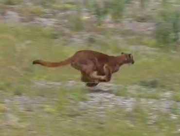 SAG reinsertó con éxito a la cordillera de la Región Metropolitana a puma capturado en Lo Curro