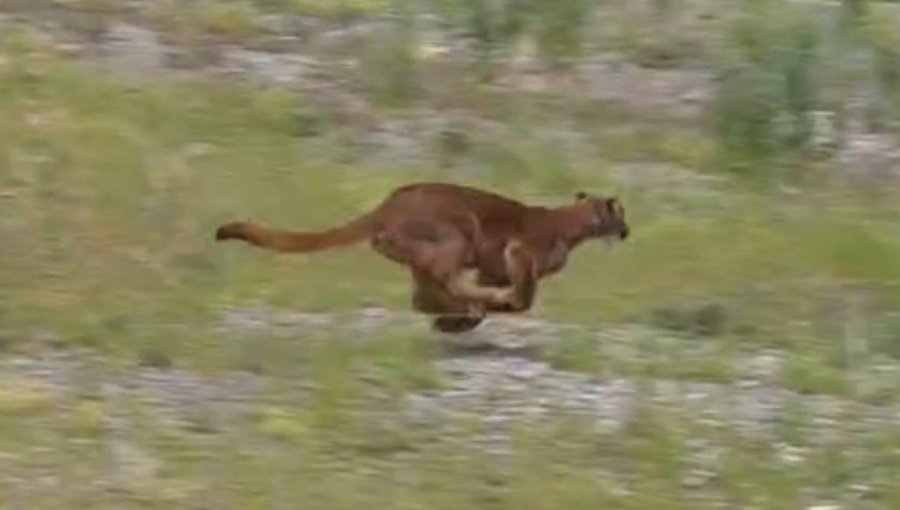 SAG reinsertó con éxito a la cordillera de la Región Metropolitana a puma capturado en Lo Curro