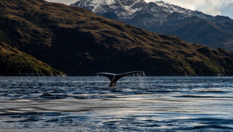 Greenpeace y su balance del 2024: Destacan firma por el cuidado de los océanos y lamentan continuidad del proyecto Dominga