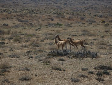 Tribunal Ambiental rechazó recurso de reposición presentado por el Gobierno sobre el proyecto Dominga