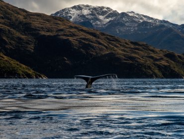 Greenpeace y su balance del 2024: Destacan firma por el cuidado de los océanos y lamentan continuidad del proyecto Dominga