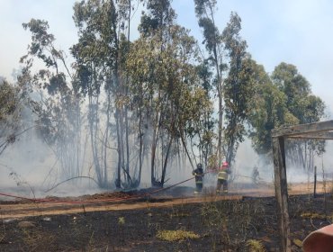 10 hectáreas ha consumido el incendio forestal en el sector Leyda de San Antonio