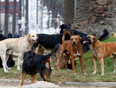 Entre 2018 y 2023 se registraron 24 fallecimientos por ataques de perros en Chile: mayor parte de las muertes ocurrieron en la V Región