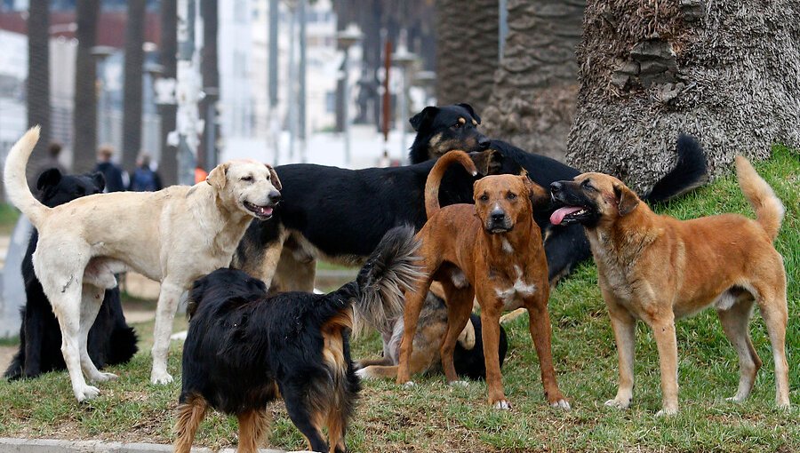 Entre 2018 y 2023 se registraron 24 fallecimientos por ataques de perros en Chile: mayor parte de las muertes ocurrieron en la V Región