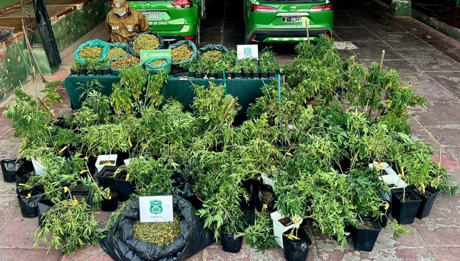 Detienen a hombre que mantenía una plantación de cannabis sativa en su domicilio en Rinconada