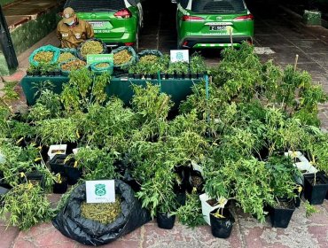 Detienen a hombre que mantenía una plantación de cannabis sativa en su domicilio en Rinconada