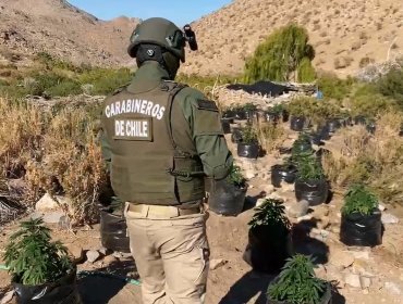 Incautan más de 3 mil plantas de marihuana tras denuncia ciudadana en la región de Atacama