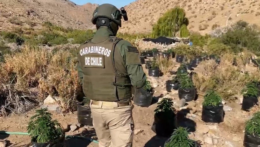 Incautan más de 3 mil plantas de marihuana tras denuncia ciudadana en la región de Atacama